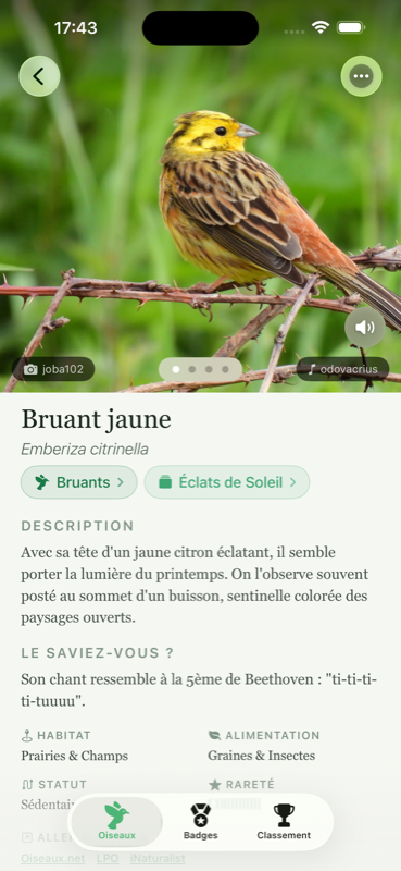 Fiche détaillée d'un oiseau